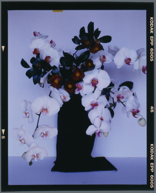 thewormwoodstar:Nobuyoshi Araki