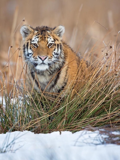 beautiful-wildlife:Siberian Tiger by © milanzygmunt