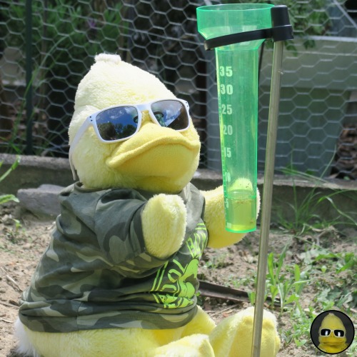 bigbirdbeckum