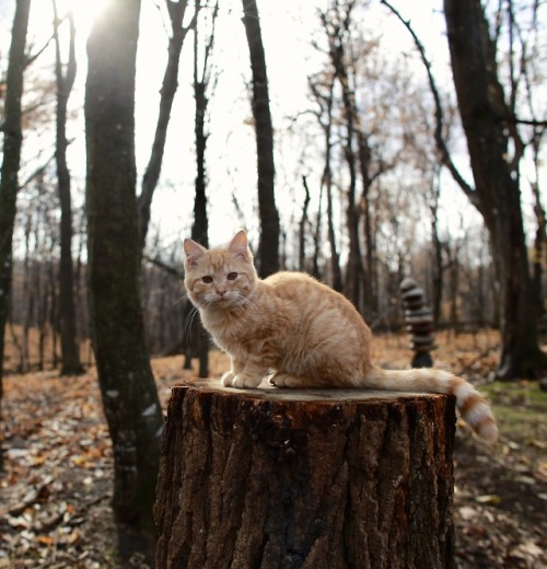 picturetakingguy:chillin’ on a stump