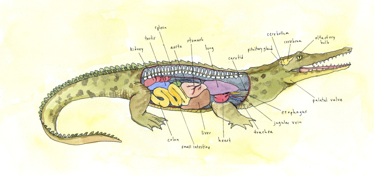Reptile Scouts — sargetsi‘s internal anatomy diagrams of a sea...
