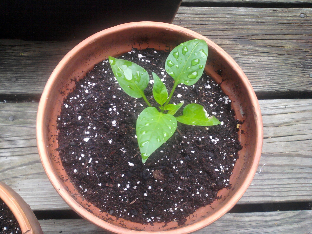 slightly larger pepper seedling in terracotta pot