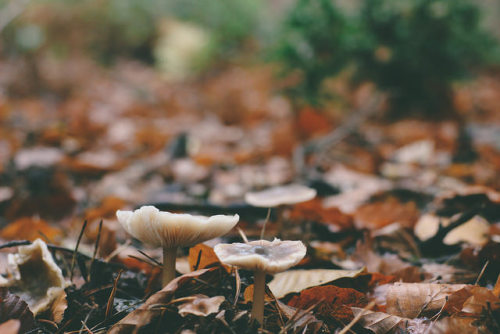 canon 600d rebel t3i gimp gmic mushroom fungi carlzeiss planar f17 50mm forest woodland eos c0