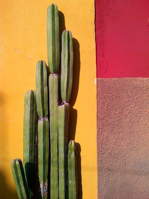 cactus | Tumblr