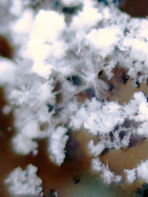 Incomplete snow crystals at a near-freezing air temperatue of...