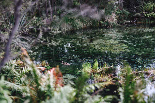 piavalesca:scenic duckste waikoropupū springs, south island...