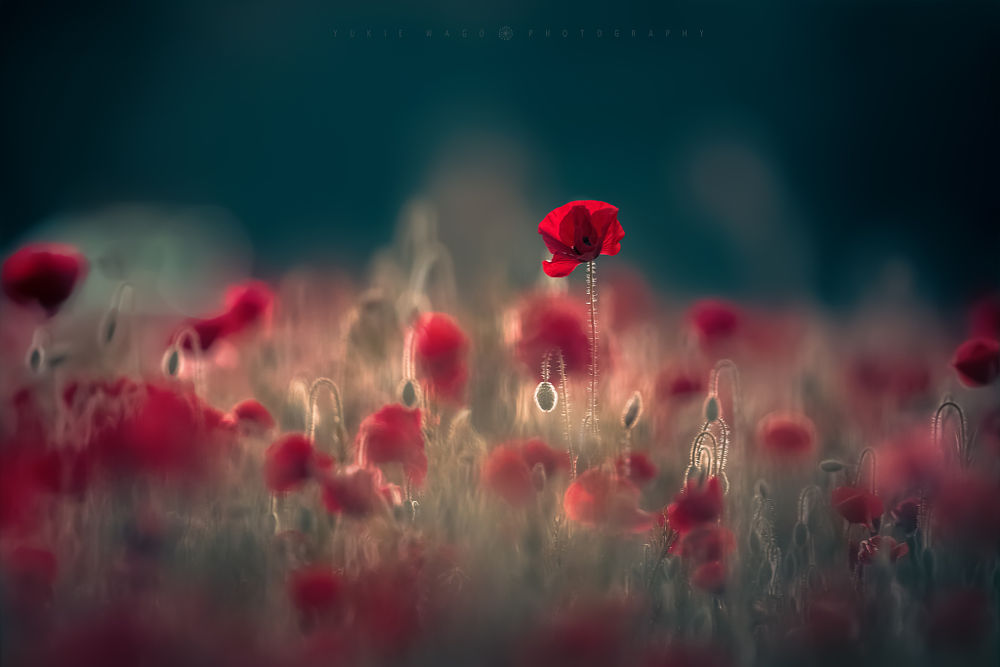 tumblr_oaguh1LqCa1tzp41vo1_1280.jpg