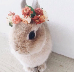 Download bunny aesthetic | Tumblr