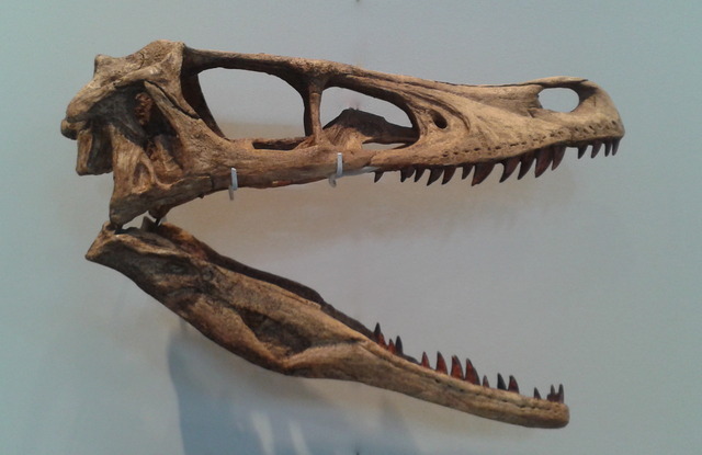 real raptor skull