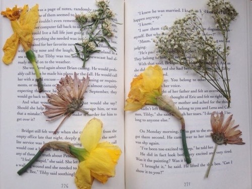 books-andflowers:Books and dry flowers 