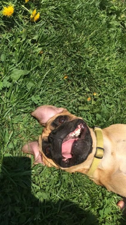 pugsandfrenchbulldogs