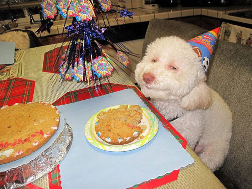 awesome-picz:Pets Having Better Birthday Parties Than You.