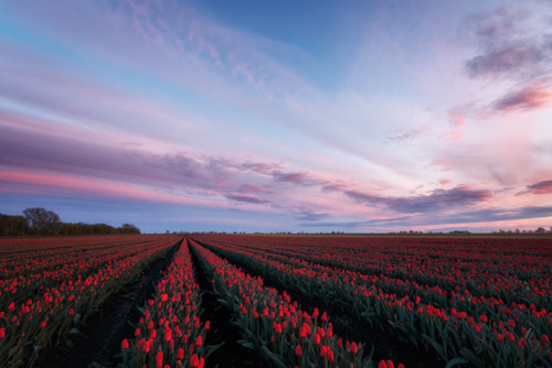 magic-spelldust:Rote TulpenbyOliver Henze