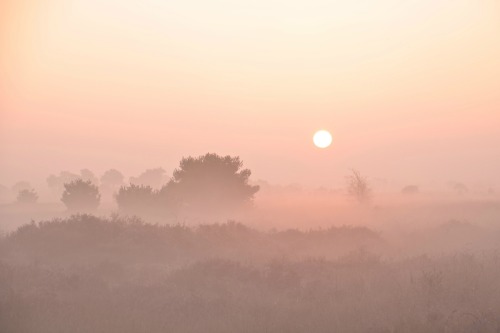 expressions-of-nature:Facing the Fog by Alice van der Plas