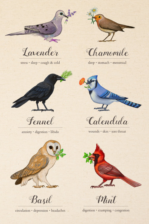 yonderbeasties:Here is the first full set of “Birds &...