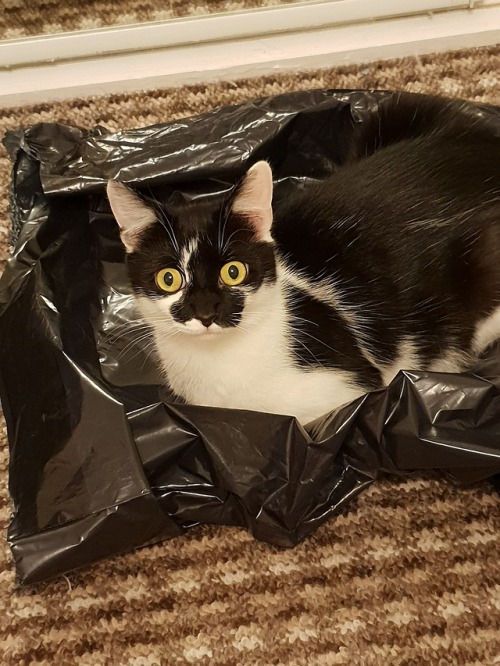 slaw-me:has a cat bed but she chose to sleep on a rubbish bag