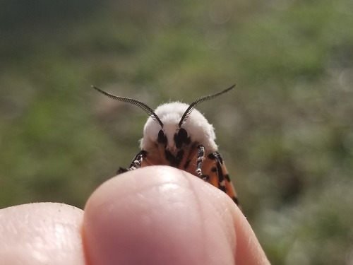 bugkeeping:babie