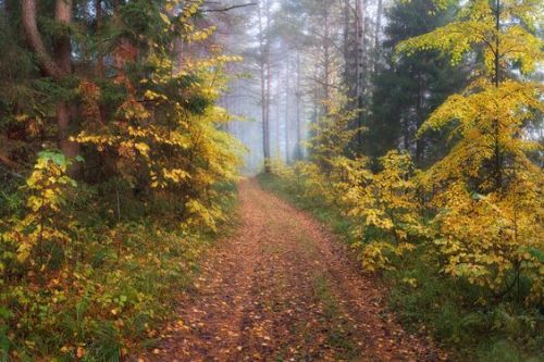 silvaris:Walk through the autumn forest by Dmitry