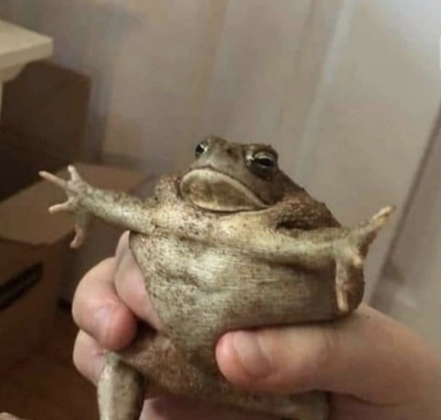  cursed  toad Tumblr