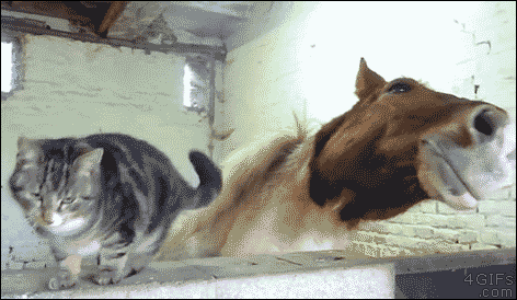 cat gifs tumblr