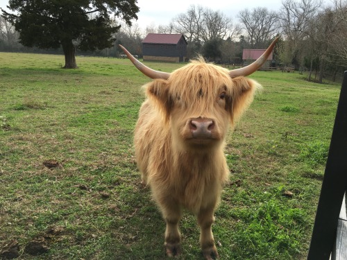 emo cows | Tumblr