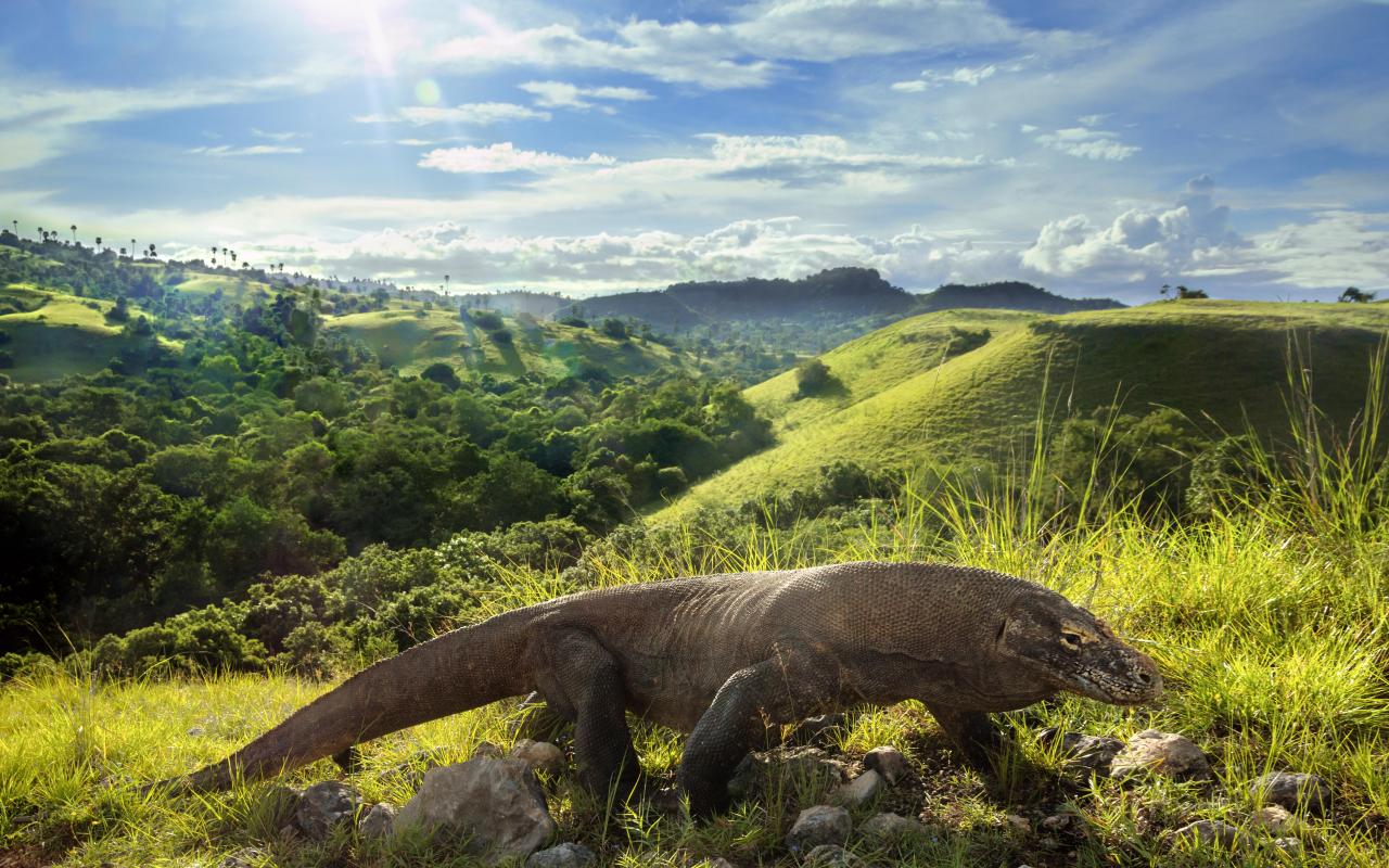 Top Shot: Dragon Island Top Shot features the... -- Editors' Spotlight ...