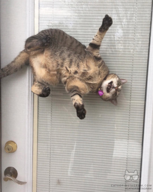 justcatposts:“Spider cat Callie!”From @erikareicher