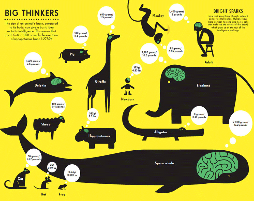 Human Brain Size Compared To Animals Flowingdata - vrogue.co