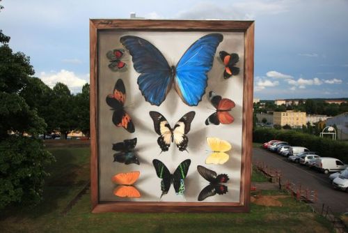 thedesigndome:Mural Artist Who Portrays Butterfly Specimen Box...