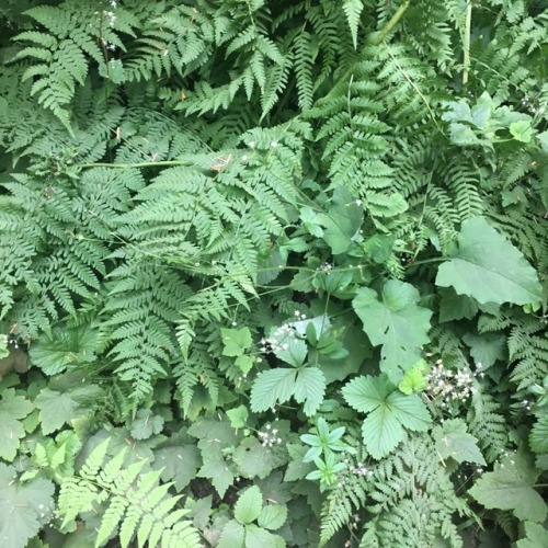 leaves, flowers, ferns