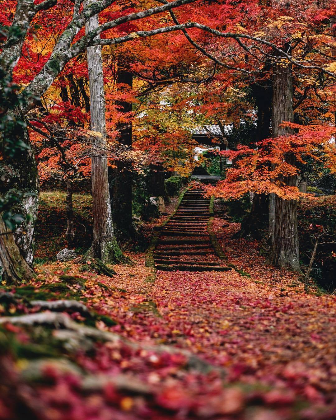 yas-hit:
â é¾ç©å¯ºãç´èã®åéã
A red approach to ryoon-ji.
#autumn2017
ð #Ryoonji #Kyoto
ð¸ #FUJIFILM #XT1 (åä¸¹å¸åé¨çº)
â