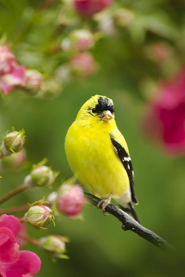 mylovelylife2014: â Garden goldfinch ~ Christina Rollo â