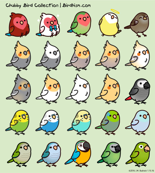 bird tumblr