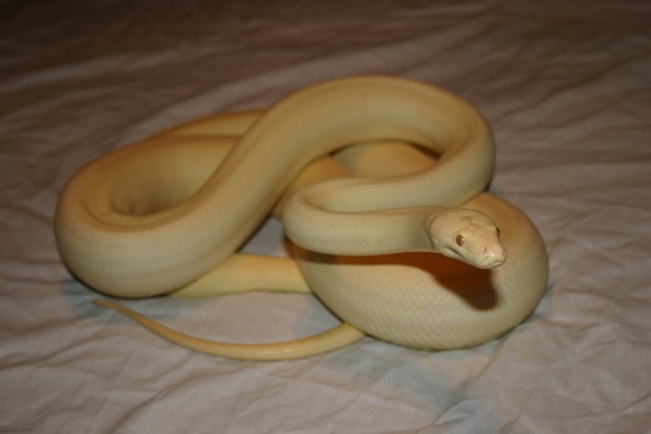 Reptile World Albino Olive Python Liasis Olivaceus