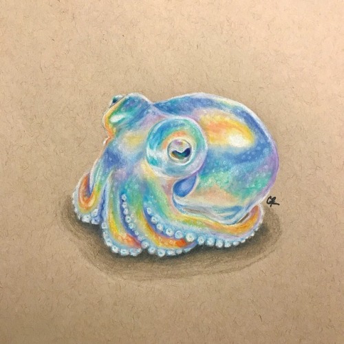 tallandartsy:Let me tell y’all about Cephalopods. They are...