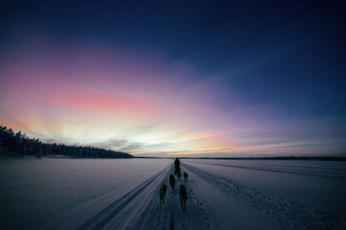 yokoichiphotography:Arctic...