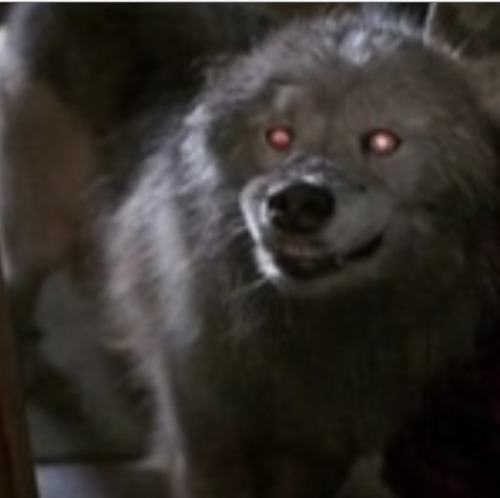 pet sematary 2 on Tumblr