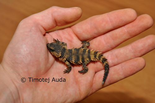 lovingexotics: Baby Armadillo Girdled Lizard Ouroborus...