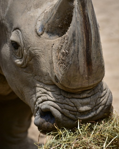 Rhino horn is not a horn at all. It is compressed hair. True...