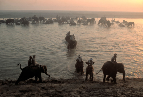 unearthedviews:INDIA. Bihar region. Town of Sonpur. Elephants...