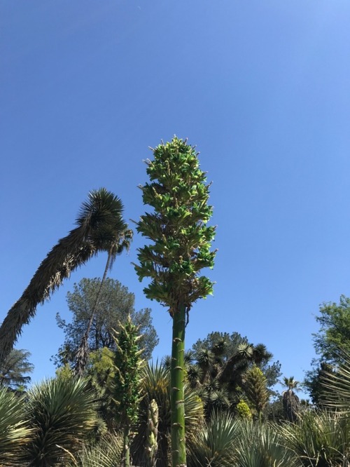 Some Chilean Puyas at the Huntington Desert Garden. San Marino,...