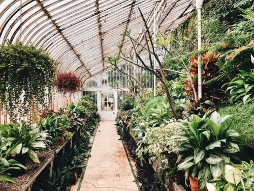 triflingthing:belfast botanic gardens 