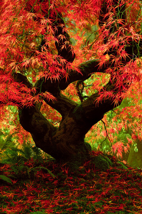phantastrophe:Portland Japanese Garden, Oregon |...