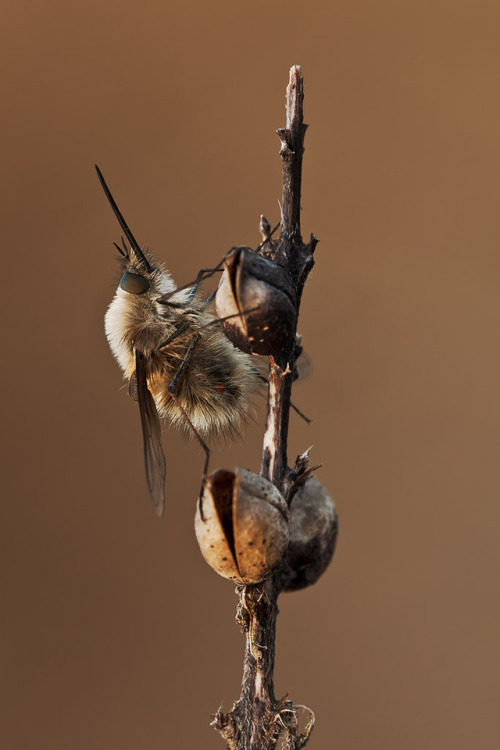 tamarakavalou:Bombylius cinerascensBombylius...