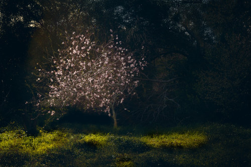 danysternfeld