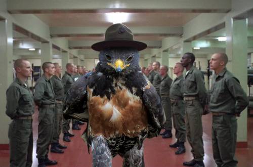 wwinterweb:Photoshop Battle: Badass Hawk (see 9 more)