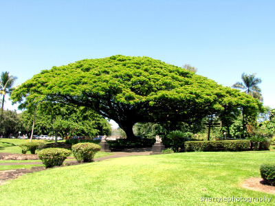 Queen Liliuokalani Gardens Hilo Tumblr