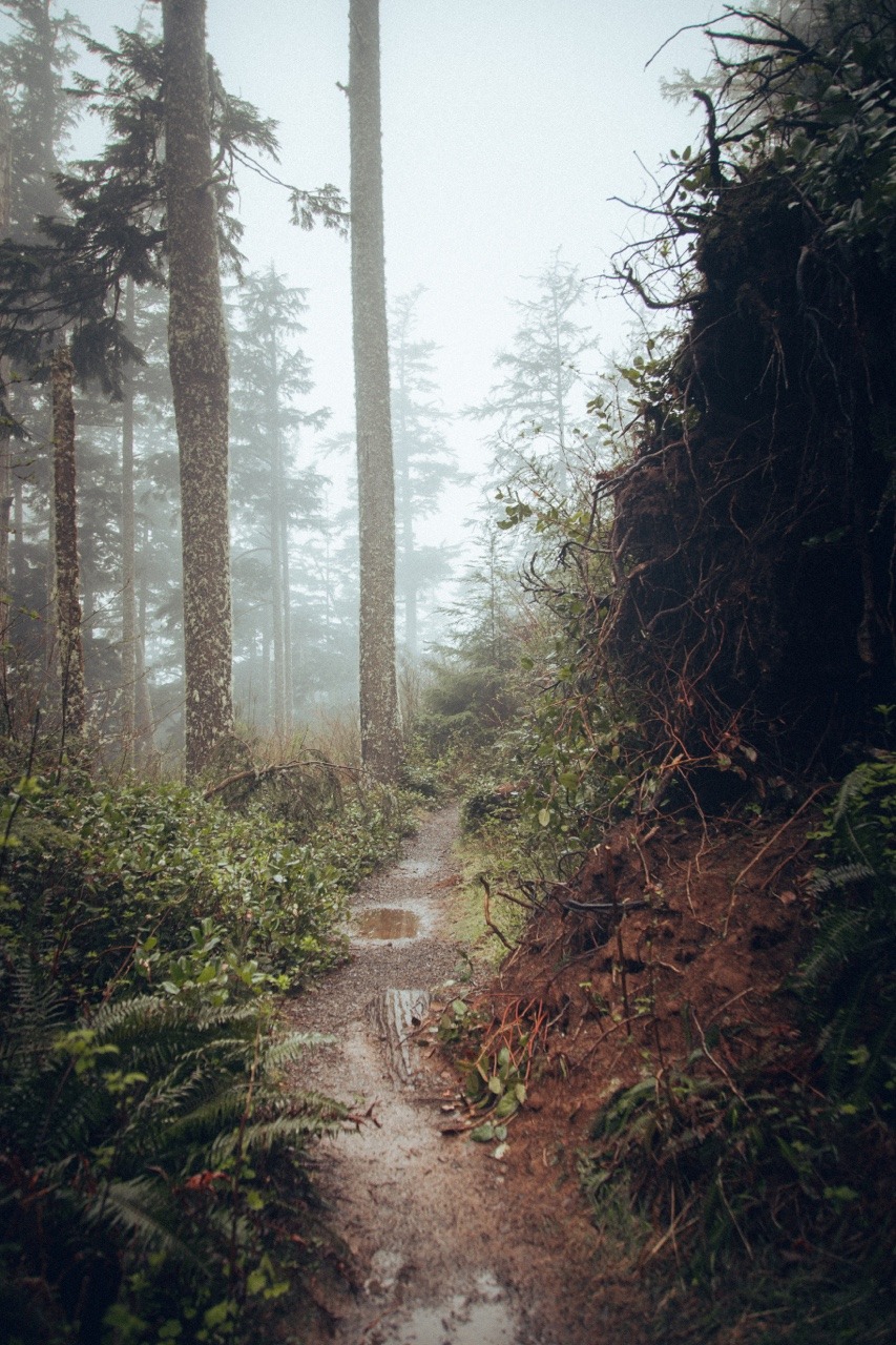 Ponderation — withoutroots: i fell in love among the trees: 31...