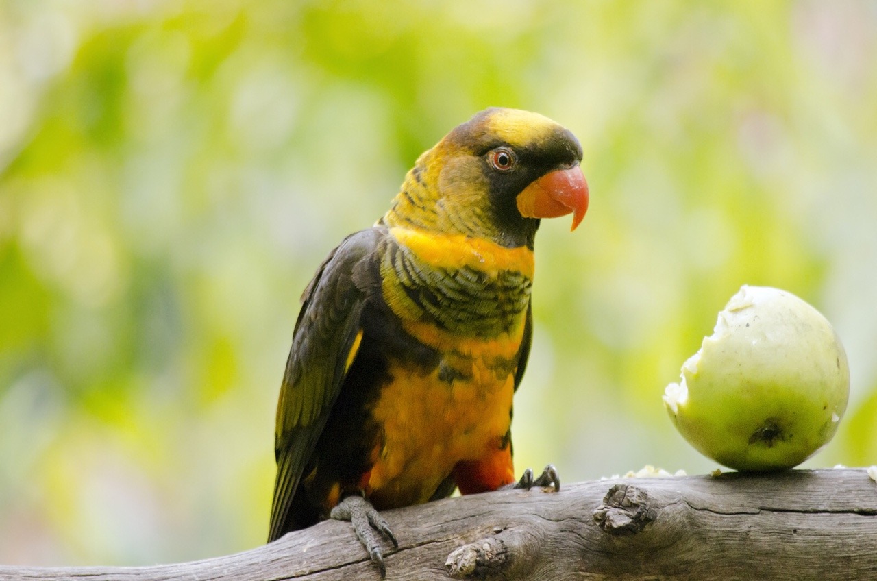 Dusky Lory Parrots