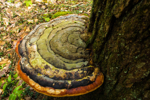 nature nature photoset forest forest photography photography original new hampshire